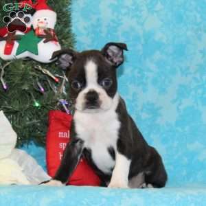 Cardinal, Boston Terrier Puppy